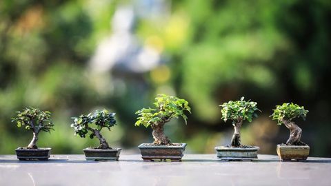 屋外に並べられた4鉢の小さな盆栽