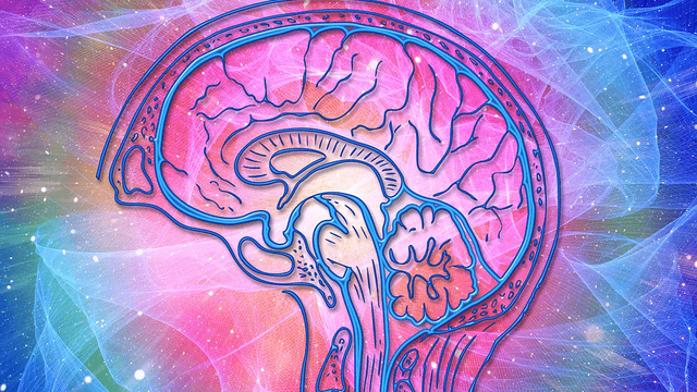 人間の脳の断面を描いた色鮮やかなイラスト