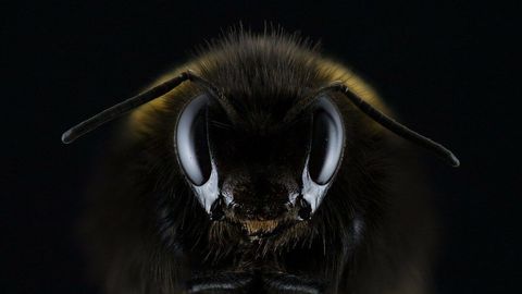 ハエの頭部のクローズアップ