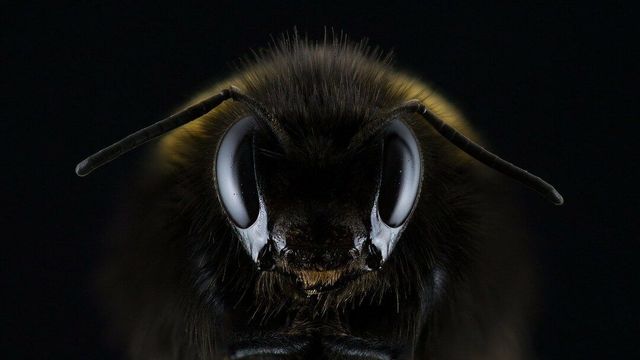 ハエの頭部のクローズアップ