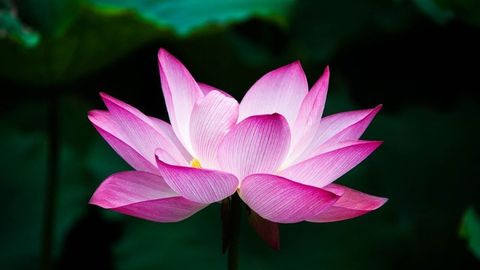 Fleur de lotus rose ouverte sur fond sombre
