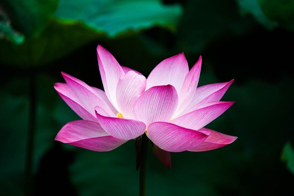 暗い背景に咲くピンク色のハスの花