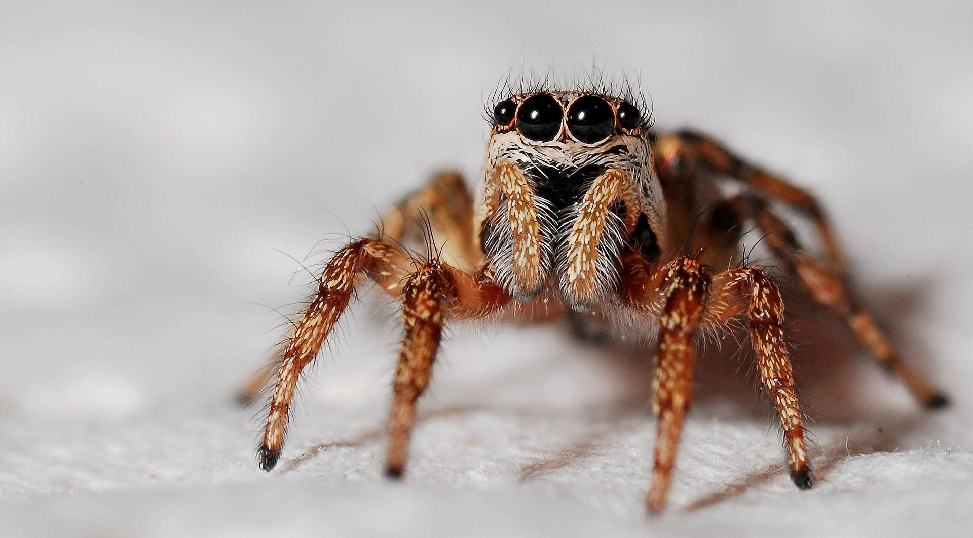 Gros plan sur une araignée sauteuse