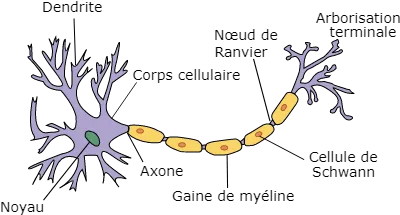 Esquema rotulado de la estructura de una neurona
