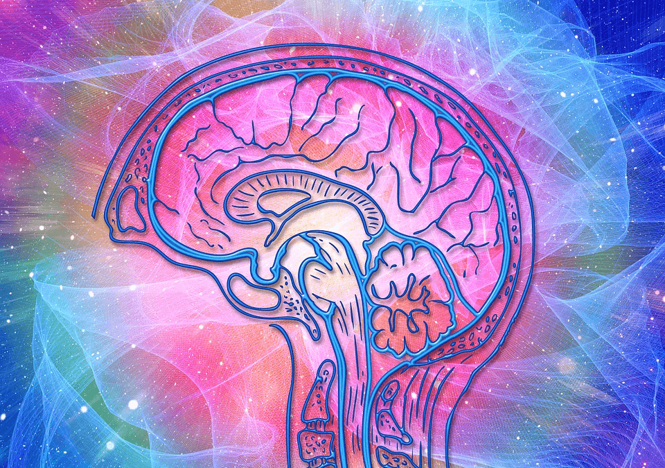 Ilustración colorida de un cerebro humano en sección